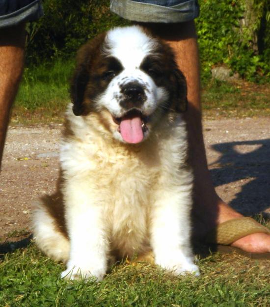 cachorros de san bernardo