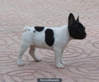 camada bulldog frances de 4 meses - mejor precio | unprecio.es