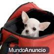 CHIHUAHUAS DESDE 495€