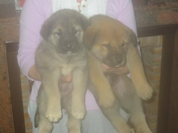 Mastines extremeños,cachorros,machos y hembras.