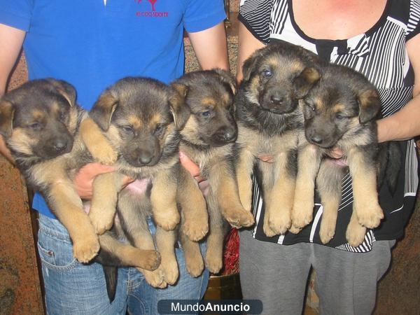 Pastores alemanes,pedigree y garantias.