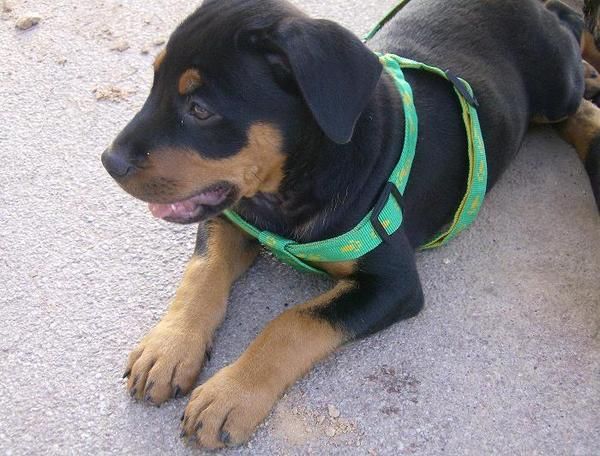 PRECIOSA HEMBRA DE ROTTWEILER 400 euros