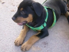 PRECIOSA HEMBRA DE ROTTWEILER 400 euros - mejor precio | unprecio.es