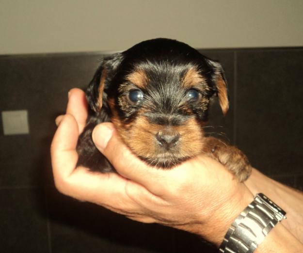 Venta yorkshire terrier  macho 350 €