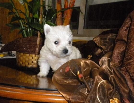 west higland white terrier pedigree y afijo .