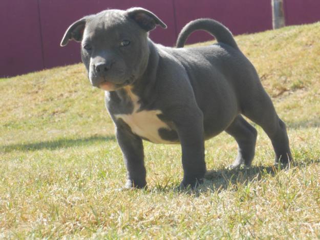 AMERICAN BULLY UKC