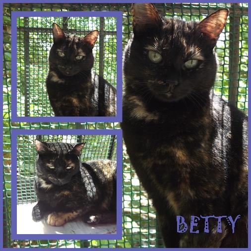 Betty, necesita un hogar y sentirse querida. Sevilla.