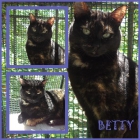 Betty, necesita un hogar y sentirse querida. Sevilla. - mejor precio | unprecio.es