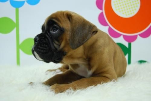 Boxer, cachorros de primera clase, gran calidad