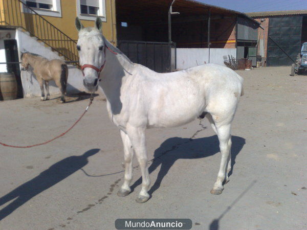 CABALLO PARA NIÑOS POR 1200