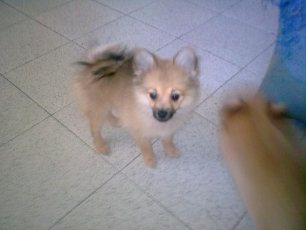 CACHORRITA POMERANIA