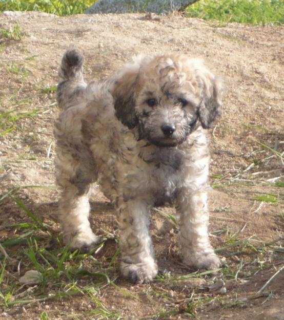 Cachorros caniche