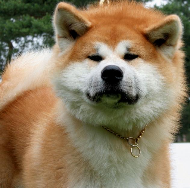 Cachorros de akita inu en cadells, bcn.