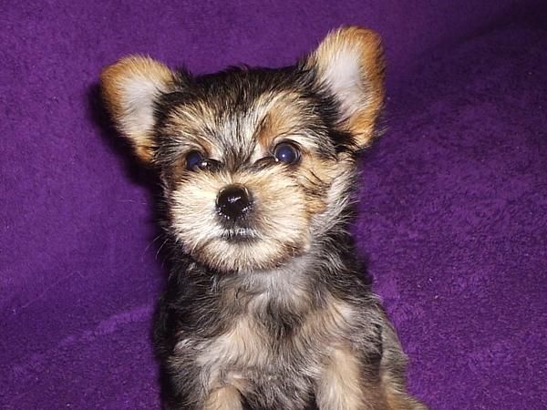 EXCELENTE CAMADA DE YORKSHIRE TERRIER