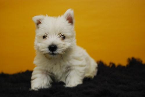 FANTASTICOS WESTY DE EXCELENTE CARACTER (PEDIGREE)