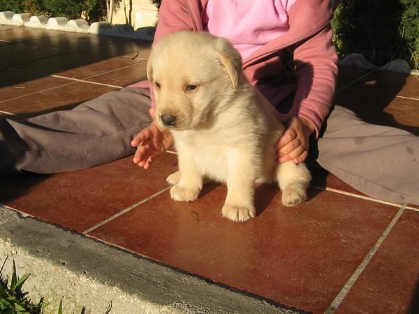 LABRADOR RETRIEVER