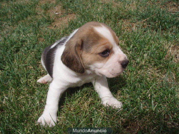 OFERTON BEAGLE TRICOLOR GRAN CALIDAD