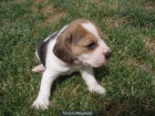 OFERTON BEAGLE TRICOLOR GRAN CALIDAD - mejor precio | unprecio.es