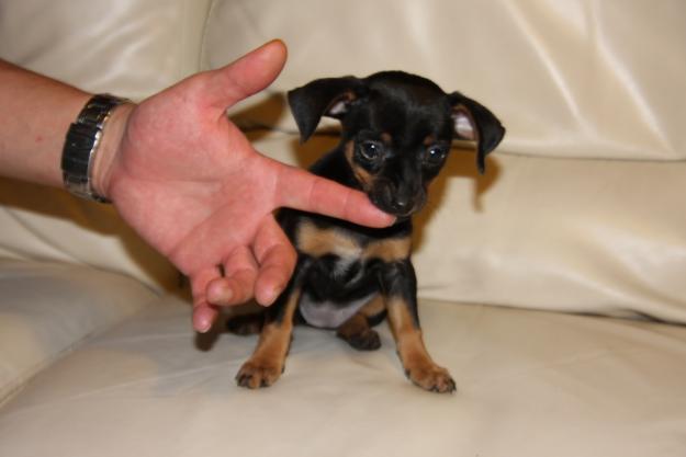 Pinscher mini Malaga