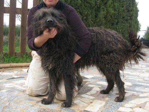 SULTÁN, CRUCE DE SCHNAUZER GIGANTE. NADIE PREGUNTA POR ÉL.