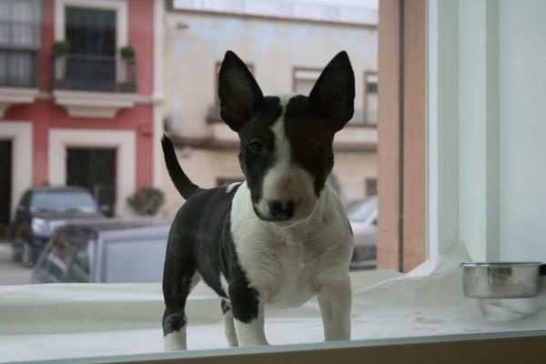 BULLTERRIER DE CALIDAD