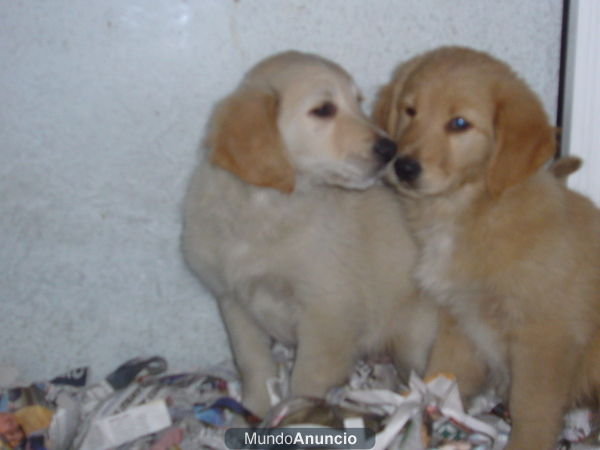 CACHORROS DE GOLDEN RETRIEVER, 450 EUROS