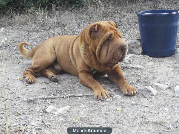 cachorros de sharpei