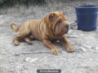 cachorros de sharpei - mejor precio | unprecio.es