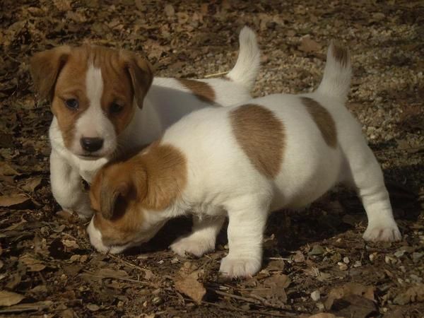 jack russell terrier