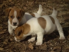 jack russell terrier - mejor precio | unprecio.es