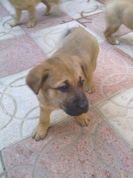 Regalo cachorros cruce de pastor alemán