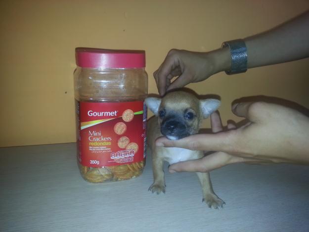 se vende macho chihuahua