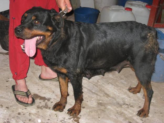 Se venden cachorros de rottweiler.CON PEDIGREE