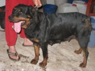 Se venden cachorros de rottweiler.CON PEDIGREE - mejor precio | unprecio.es