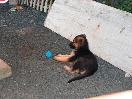 vendo cachorros de pastor aleman de lanzarote