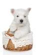 Amantes de los West Highland White Terrier