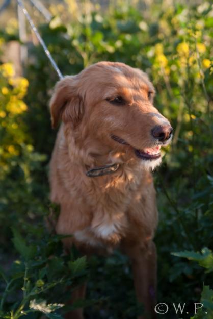 Bella. Preciosa cruce de golden en adopción. GPAR