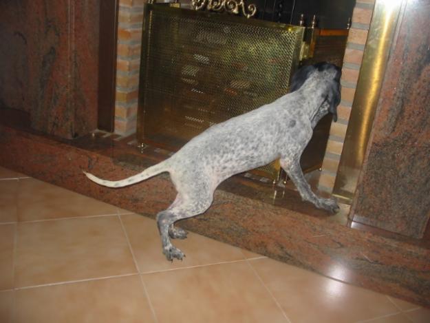 Braco alemán,cachorra,blanca y negra.Es la de la foto.