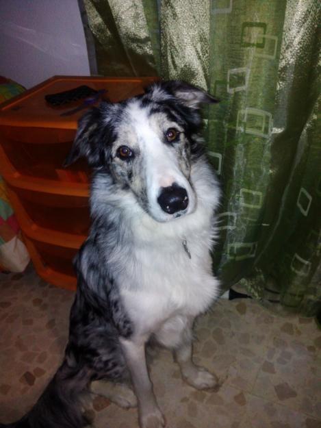 Busco hembra border collie para monta