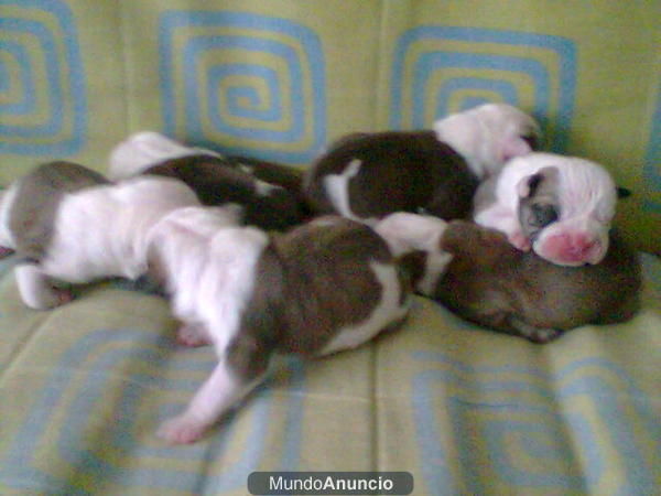 Cachorritos bulldog ingles