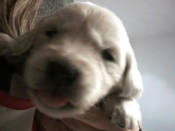 CACHORRITOS DE GOLDEN RETRIEVER (blancos o marfil)