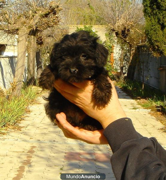 Cachorros Schnauzer Mini 390€