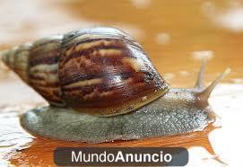 caracol gigante achatina fulica adulto