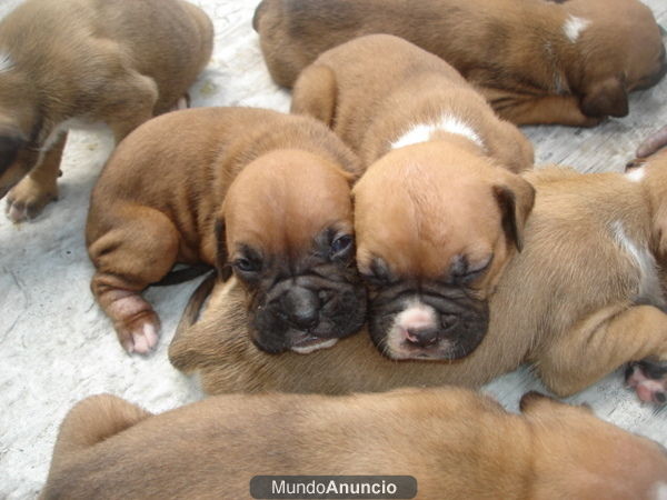 Impresionante camada de BOXER DORADOS con garantias