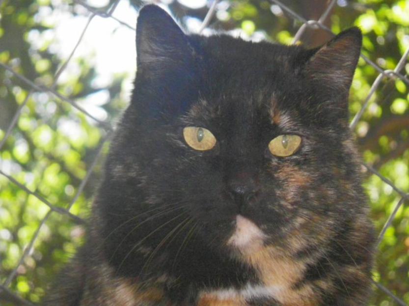 Mariposa, gata carey sin suerte,le toca ser feliz