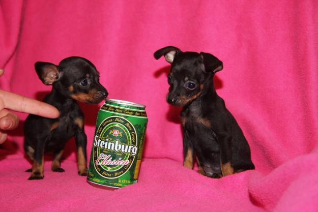 Pinscher Toy y Raton de Praga  Malaga