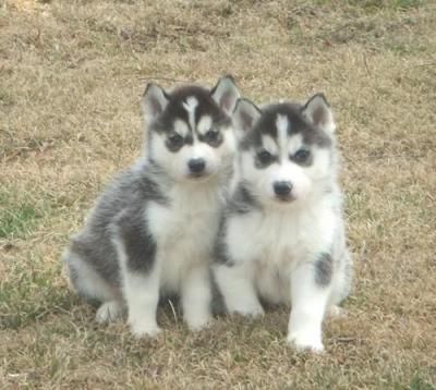 Telly & Max son en blanco y negro con manchas blancas y ojos azules