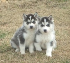 Telly & Max son en blanco y negro con manchas blancas y ojos azules - mejor precio | unprecio.es