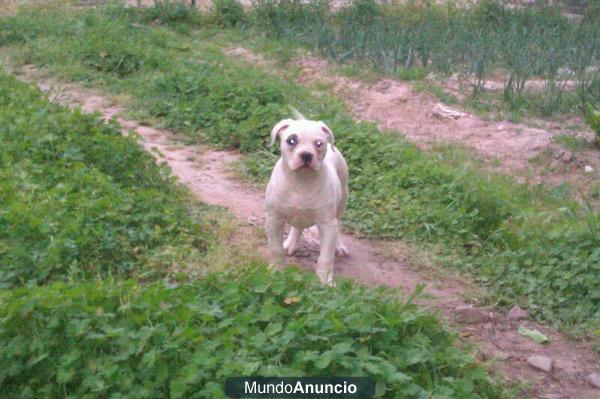 Vendo cachorra de bulldog americano