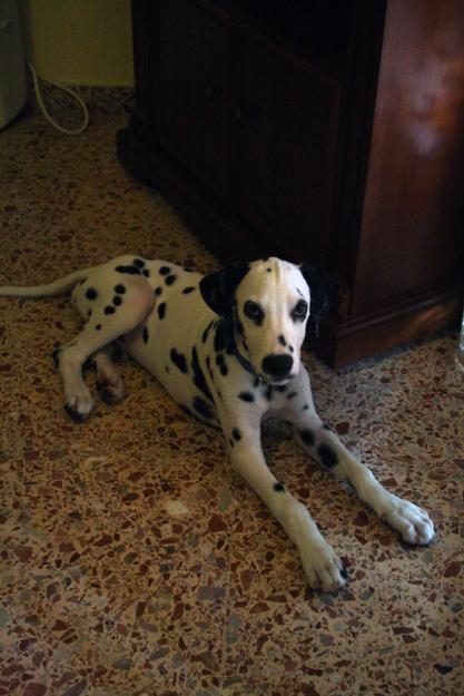 VENDO DALMATA DE 4MESES POR 130€